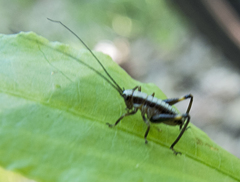 Pholidoptera griseoaptera