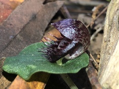 Corybas fimbriatus