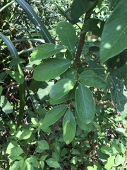 Bridelia tomentosa