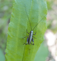 Pholidoptera griseoaptera