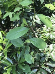 Bridelia tomentosa
