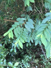 Bridelia tomentosa