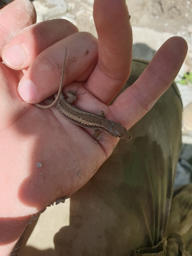 Dagestan Lizard, Darevskia daghestanica