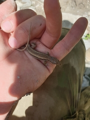 Darevskia daghestanica