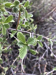 Holodiscus discolor microphyllus