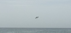 Pelecanus occidentalis