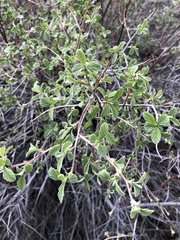 Holodiscus discolor microphyllus
