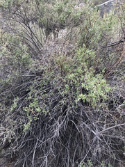 Holodiscus discolor microphyllus