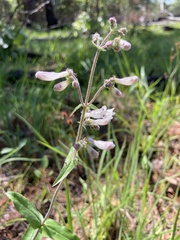 Penstemon arkansanus