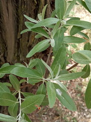 Elaeagnus angustifolia