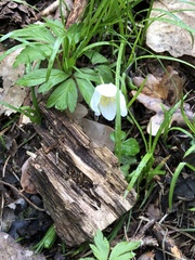 Anemonoides nemorosa