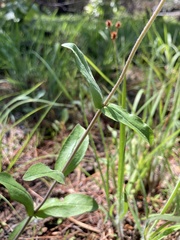 Penstemon arkansanus