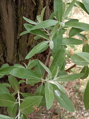 Elaeagnus angustifolia