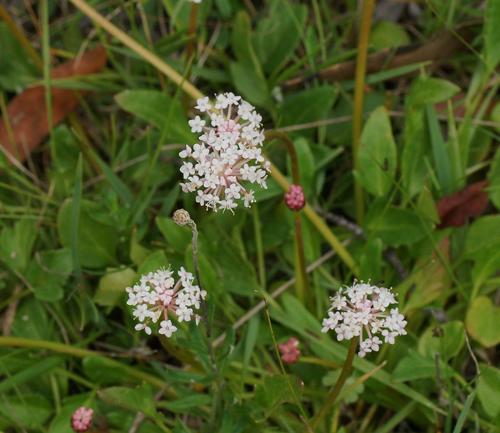 Alpine Trachymene (Trachymene humilis) · iNaturalist