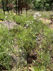 Penstemon arkansanus