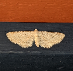 Eupithecia cretaceata