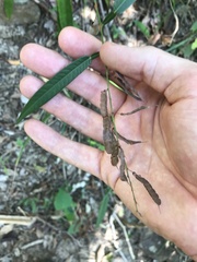 Tadehagi triquetrum
