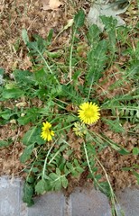 Asteraceae