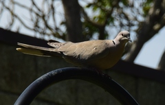 Streptopelia decaocto