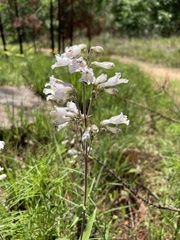 Penstemon arkansanus