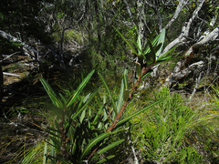 Pseudopanax linearis