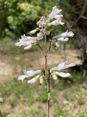 Penstemon arkansanus