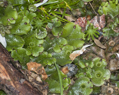 Marchantia polymorpha