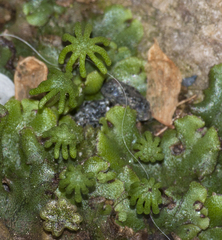 Marchantia polymorpha