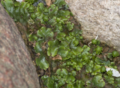 Marchantia polymorpha