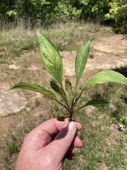 Penstemon arkansanus