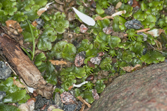 Marchantia polymorpha