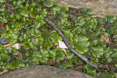 Marchantia polymorpha