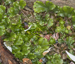 Marchantia polymorpha