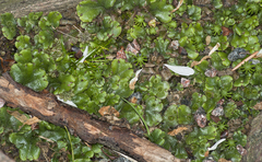 Marchantia polymorpha