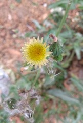 Asteraceae