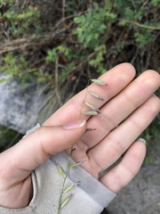 Melica stricta