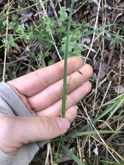 Melica stricta