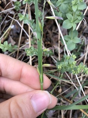Melica stricta