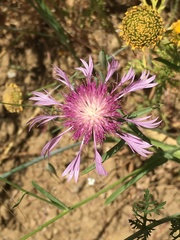 Centaurea napifolia