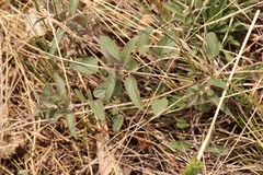 Dracocephalum nutans