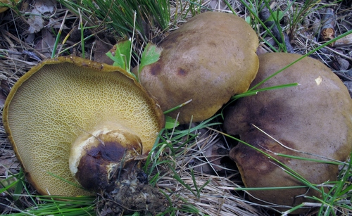ash-tree bolete