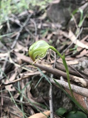 Pterostylis hispidula