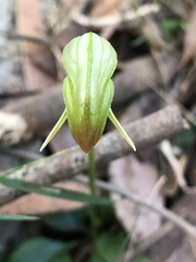 Pterostylis hispidula