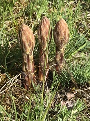 Orobanche gracilis