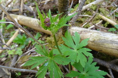 Astrantia major