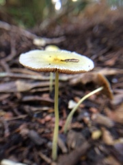 Bolbitius titubans
