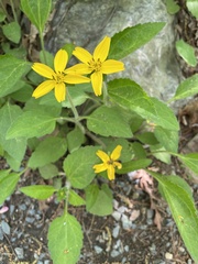 Chrysogonum