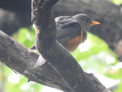 Turdus hortulorum