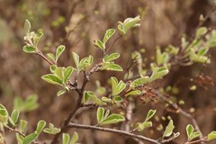 Cotoneaster melanocarpus