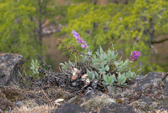 Penstemon barrettiae